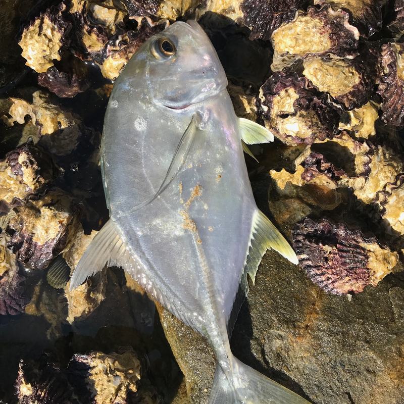 A silver fish lies on oyster-covered rocks.